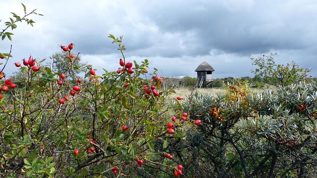 Free Rosehips Sea Buckthorn photo and picture