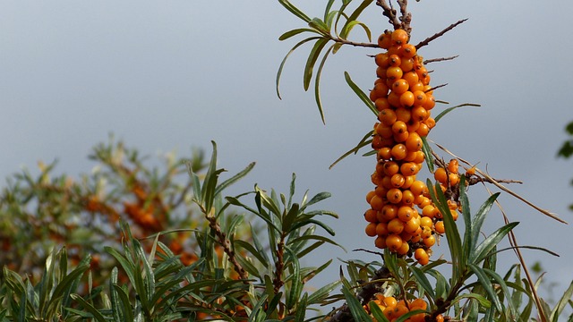 Free Sea Buckthorn Plant photo and picture