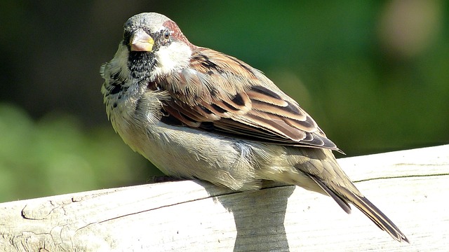 Free Sperling Sparrow photo and picture