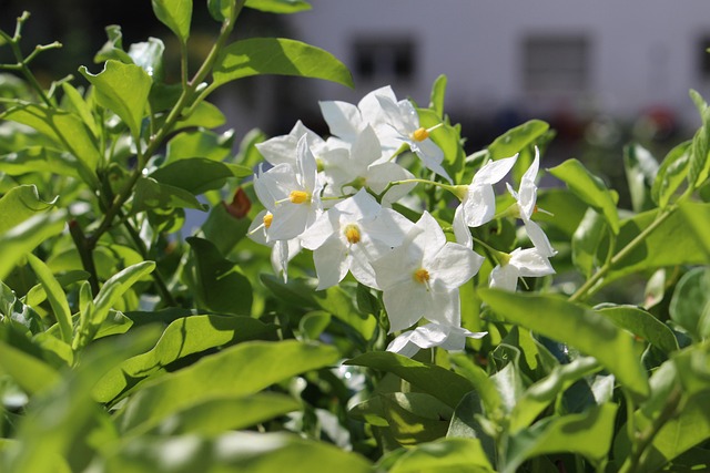 Free Jasmin Balcony photo and picture