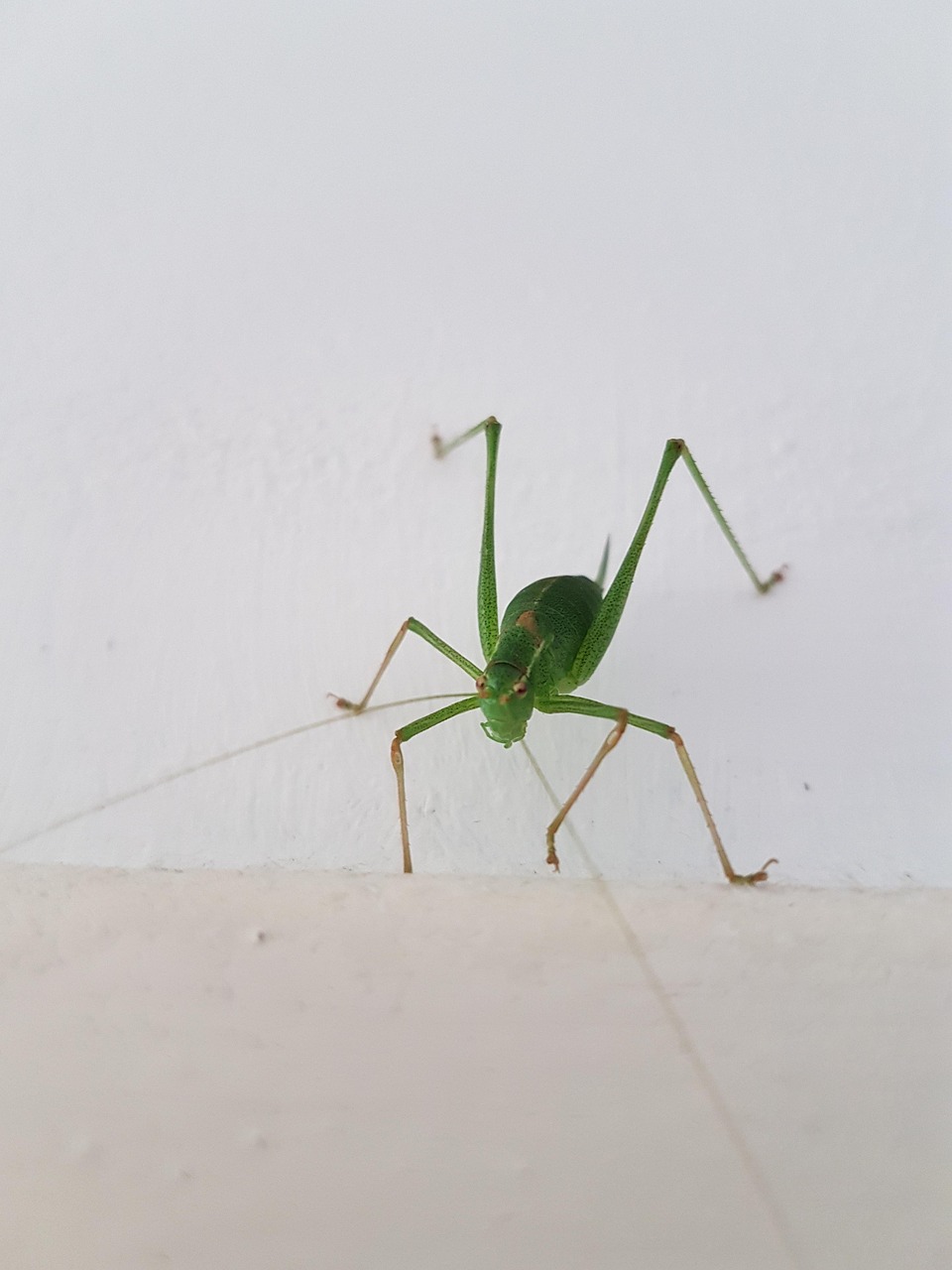 Animal Bug - Foto gratuita no Pixabay - Pixabay