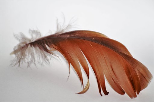 Free Feather Nature photo and picture