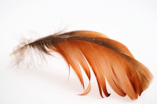 Free Feather Fly photo and picture