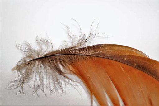 Free Feather Fly photo and picture