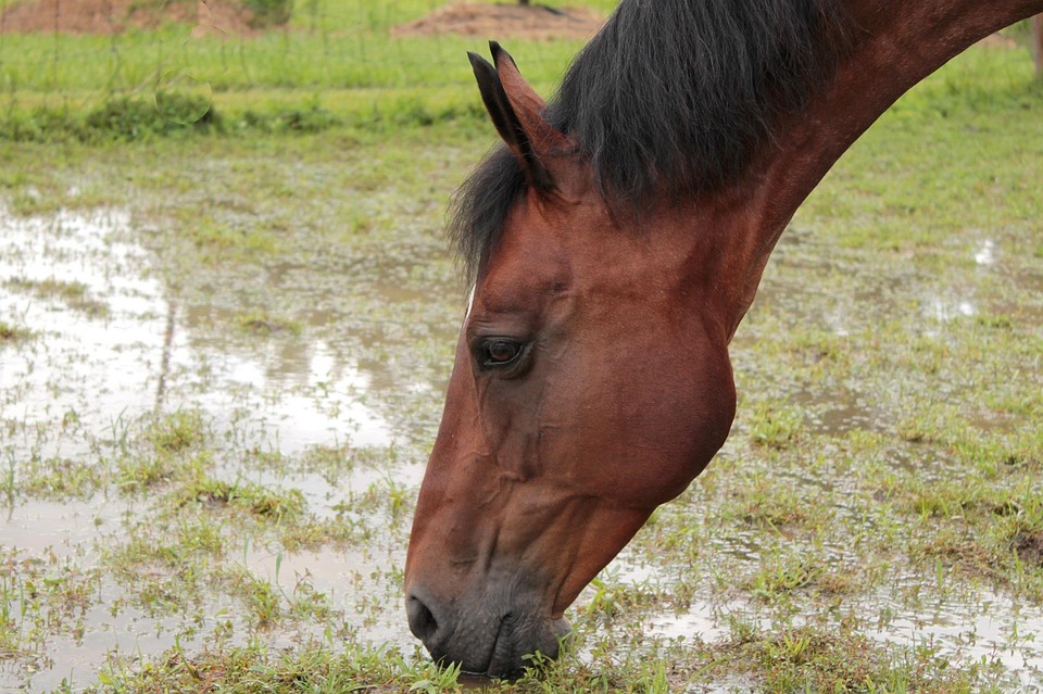 Cavallo Sete Drink Foto Gratis Su Pixabay