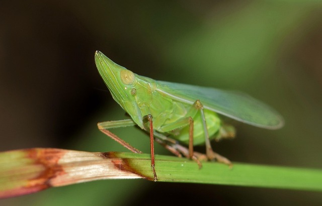 Free Leafhopper Planthopper photo and picture