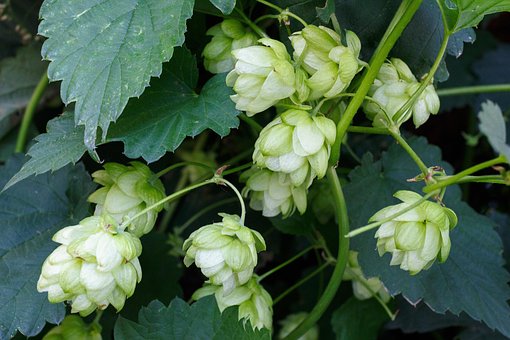 Hoppe, Plante, Øl, Alkohol, Bryggeri