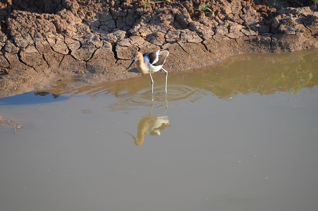 Free Bird Water photo and picture