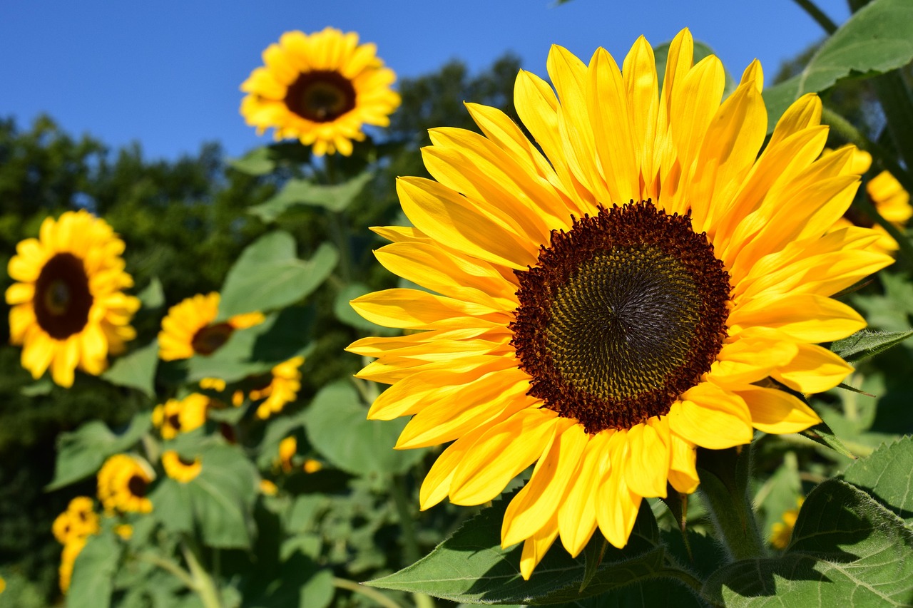 20 000 Free Sunflower Field Sunflower Images Pixabay