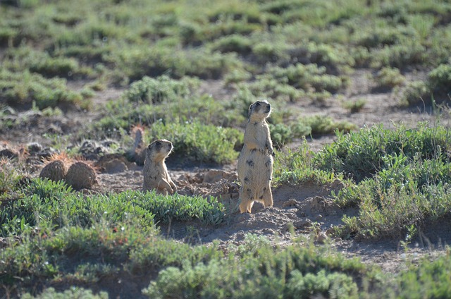Free Prairie Dog Prairie photo and picture
