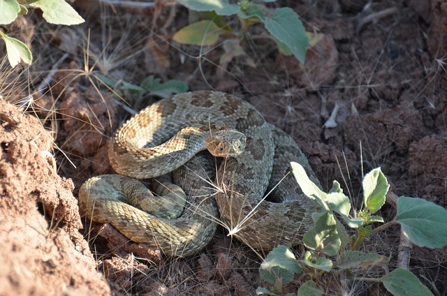 Free Rattlesnake Reptile photo and picture