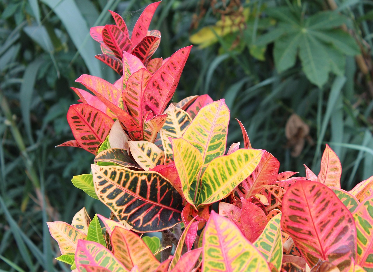 Feuilles multi couches