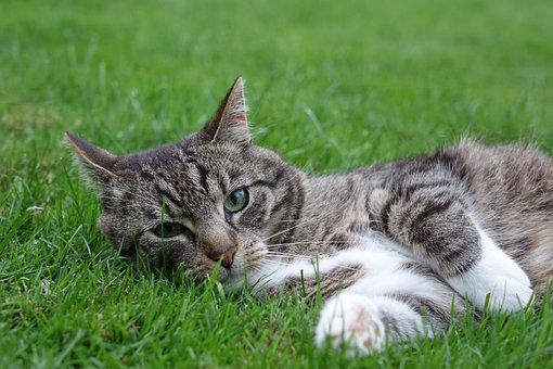 Free Domestic Cat Lying photo and picture