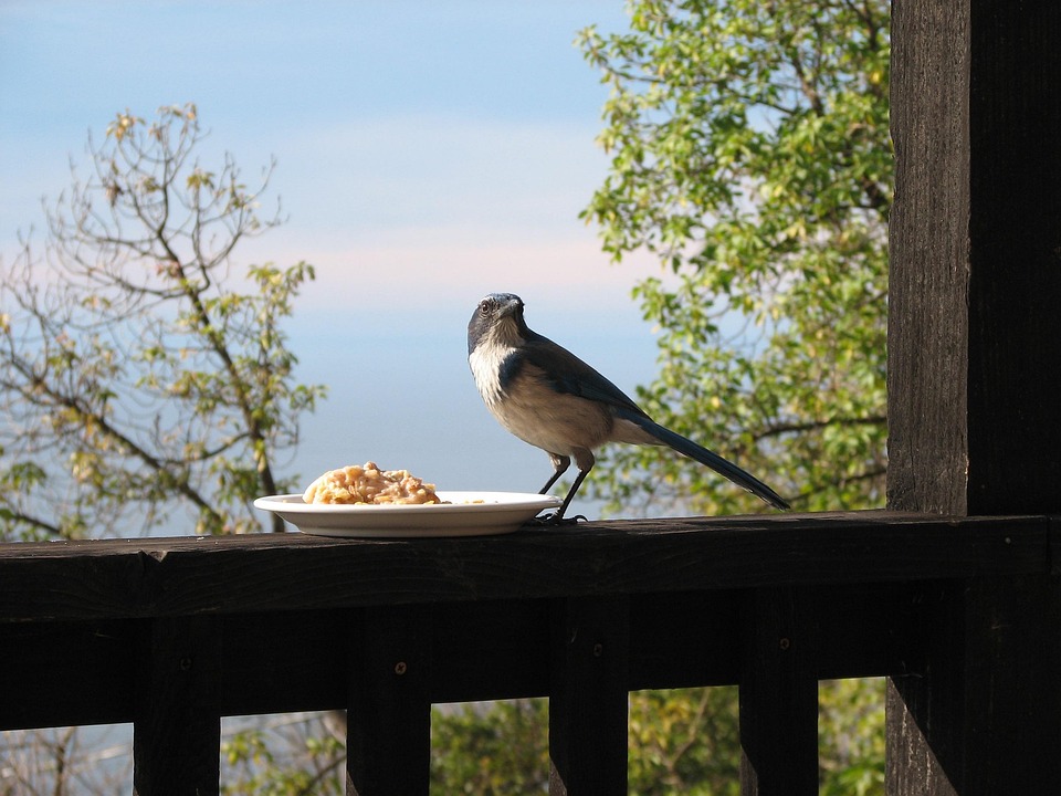 Gratis foto: fågel, veranda, staket gratis bild på pixabay 1629049