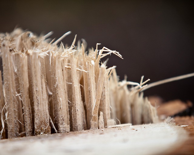 Free Stump Tree photo and picture