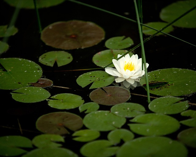 Free Water Lilly photo and picture