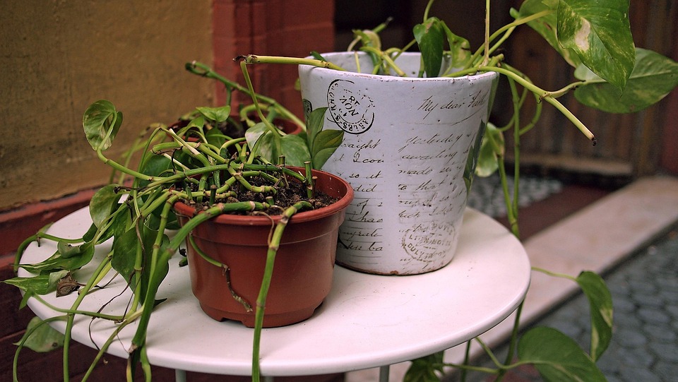 Kostenloses foto: pflanzen, im freien, garten kostenloses bild ...