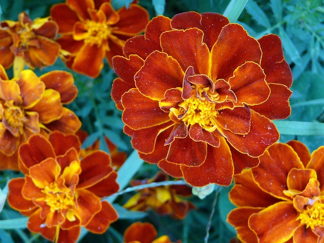 Blomst, Blomst Baggrund, Blomster