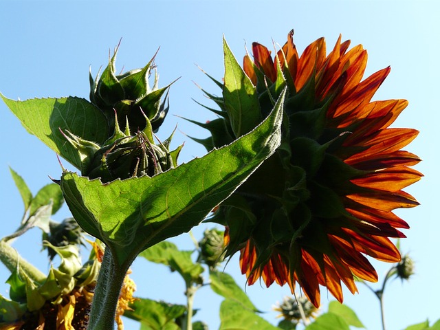 Solsikke, Sol, Lys, Blomstre, Blomst