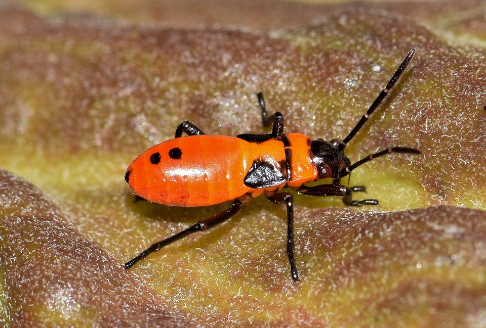 Free photo large milkweed bug bug nymph free image on pixabay