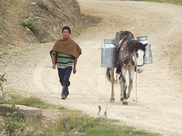 Transportere, Leche, Cajamarca, Perú
