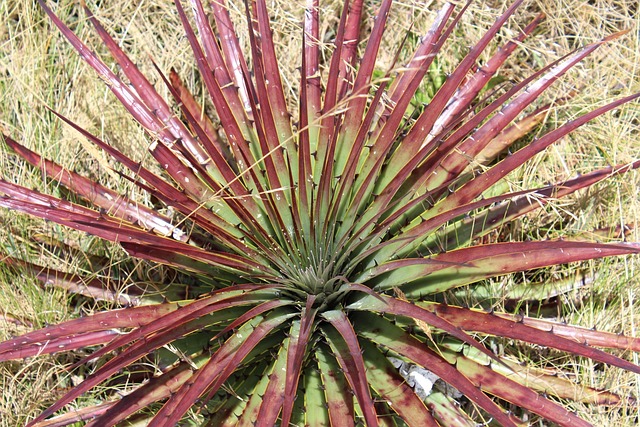 Planta, Serranía, Cajamarca, Perú