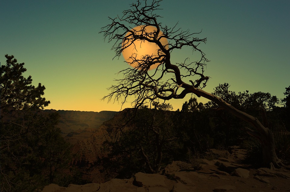 Landscape, Moon, Night, Tree, Cerrado, Moonlit Night