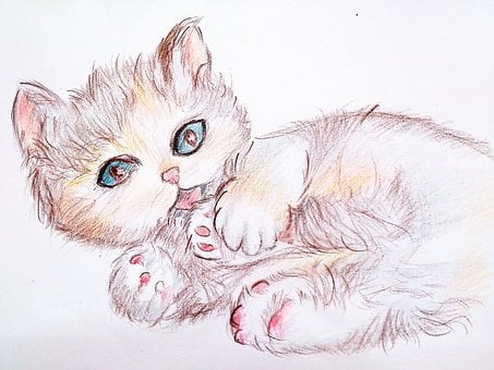 Free Cat Animal illustration and picture