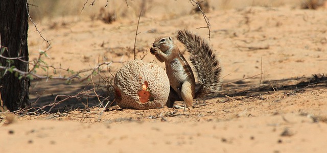 Free Cape Ground Squirrel Eating Fruit photo and picture