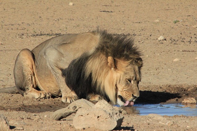 Free Lion Black Mane photo and picture