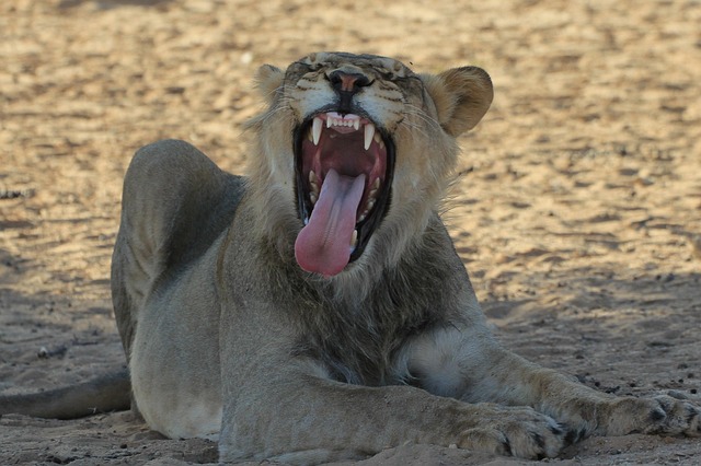 Free Lion Young Male photo and picture
