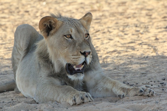 Free Lion Young photo and picture