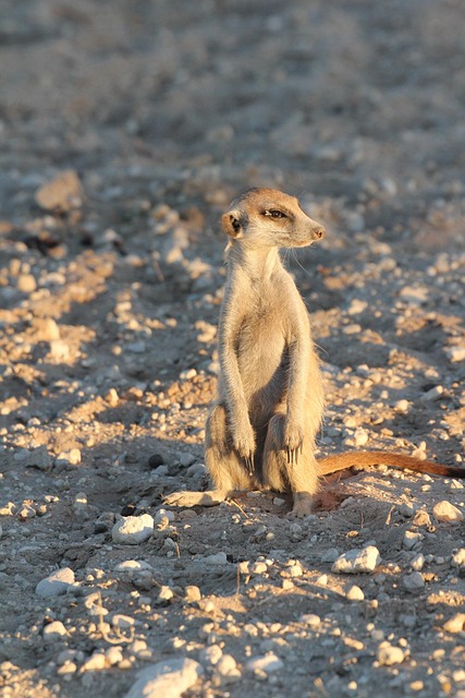Free Meerkat Curious photo and picture