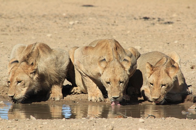Free Lions Drinking photo and picture