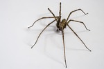 domestic tégénaire, spider, spider houses