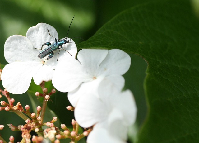 Flower Fields Insect - Free photo on Pixabay - Pixabay