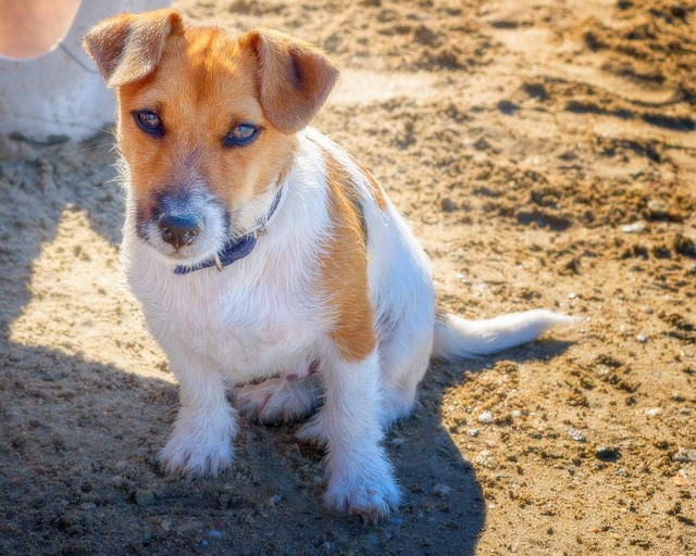 Free Dog Pet photo and picture
