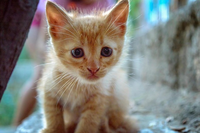 Free Cat Kitty photo and picture