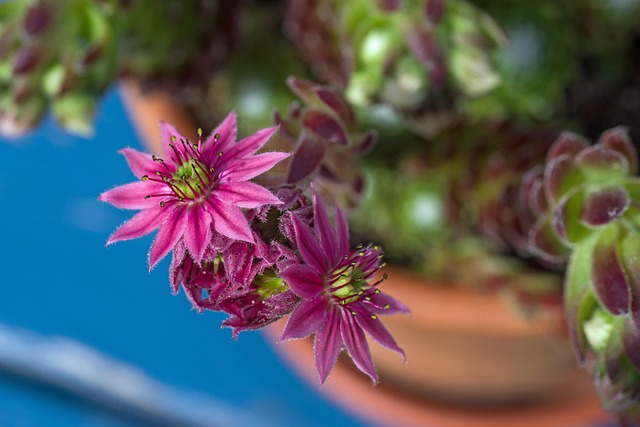 Free Flower Close Up photo and picture