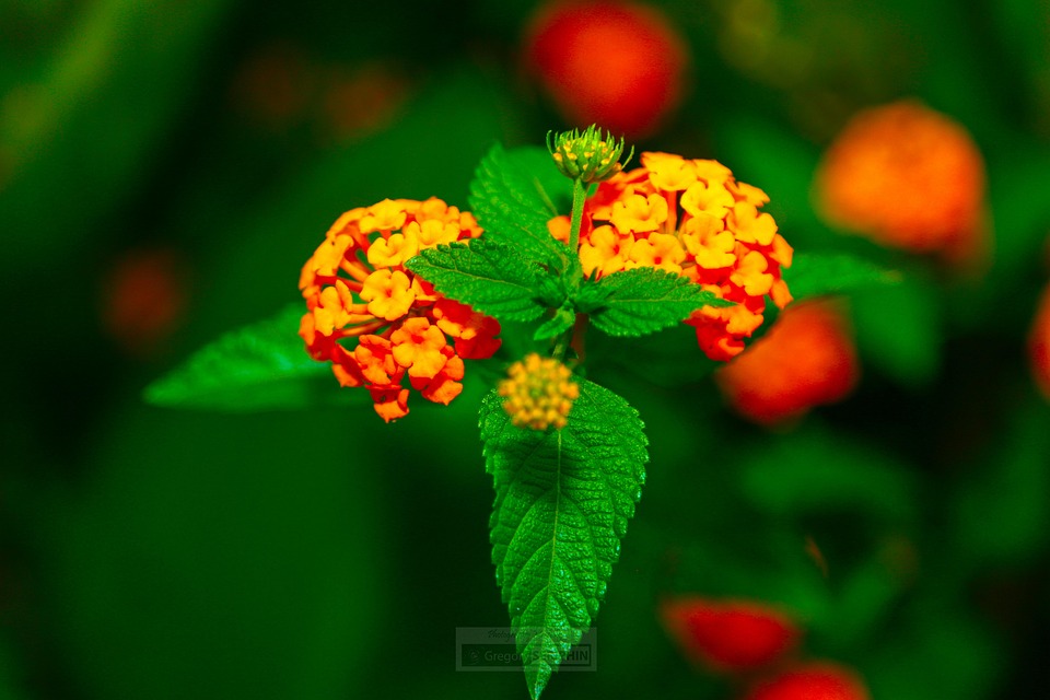 Flowers Country Haiti - Free photo on Pixabay - Pixabay
