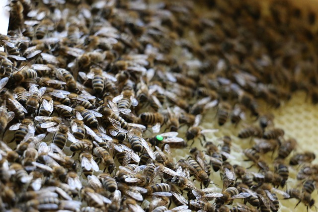 Bier, Bikage, Insekter, Bidronning