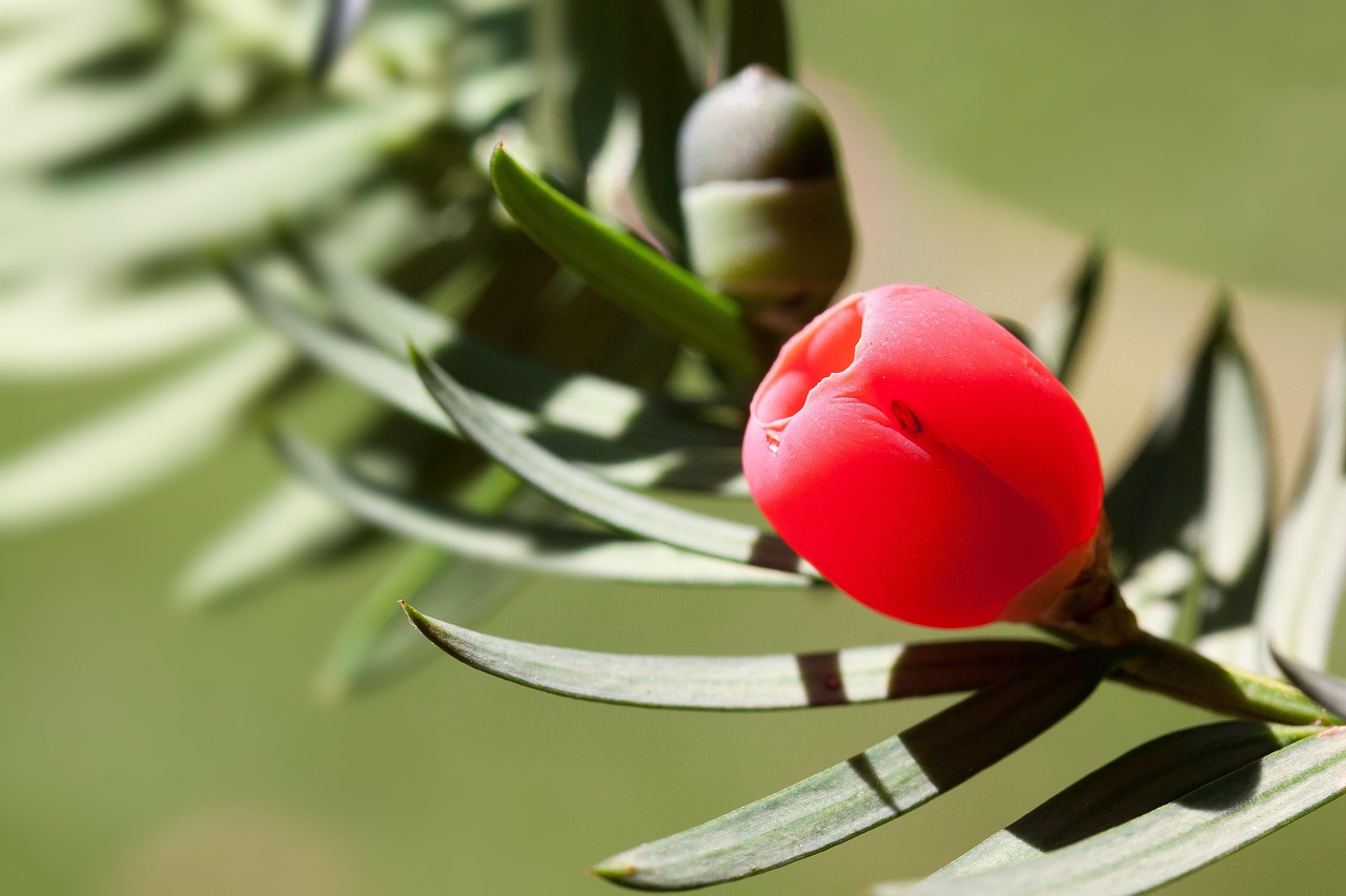 yew, berry, plant, taxus baccata, aril, leaves, conifer, evergreen, taxus, taxaceae, bush, tree, macro, nature, closeup