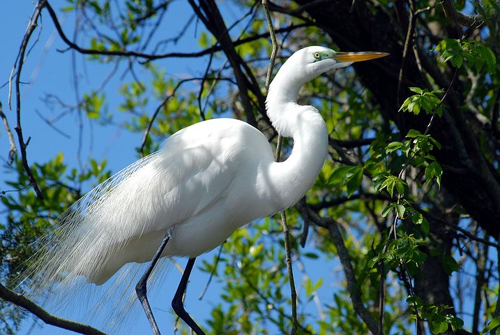 40+ Free Snowy Egret & Egret