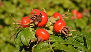 Gratis foto: Nypon, Buske, Rosebush, Röd, Natur - Gratis bild på