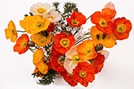 poppies, cheerful, happy
