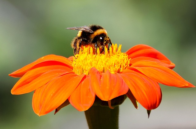 Free Flower Beautiful Flowers photo and picture