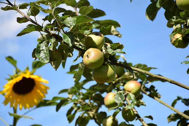 Free Sunflower Apples photo and picture