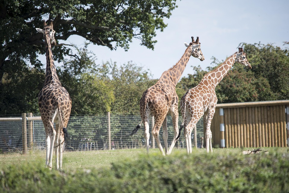 Free photo Zoo, Wildlife, Giraffes, Nature Free Image on Pixabay 1631900