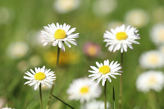 Tusindfryd, Natur, Blomster, Daisy