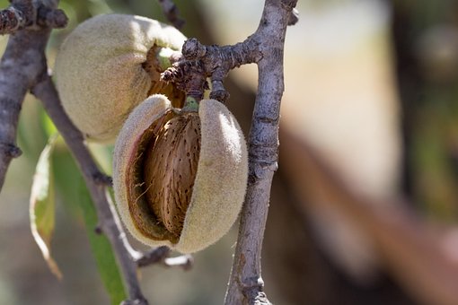 Amandel, Fruit, Teelt, Rijping